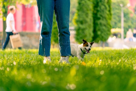 Téléchargez les photos : Une femme se promène dans le parc avec un petit chien de terrier Jack Russell actif, le concept d'amour et d'entraînement des animaux - en image libre de droit