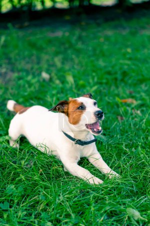 Téléchargez les photos : Portrait d'un chien joueur actif Jack Russell terrier lors d'une promenade dans le parc couché sur l'herbe concept amour pour les animaux - en image libre de droit