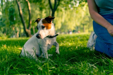 Foto de Primer plano un zoopsychologist trabaja con pequeño jack russell terrier en el parque socializa el perro - Imagen libre de derechos
