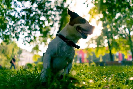 Foto de Retrato de un activo juguetón gato russell terrier perro en un paseo por el parque el concepto de amor por los animales - Imagen libre de derechos