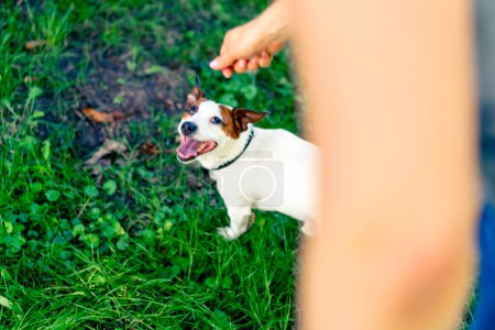 Photo for A zoopsychologist works with small jack russell terrier in the park socializes the dog - Royalty Free Image