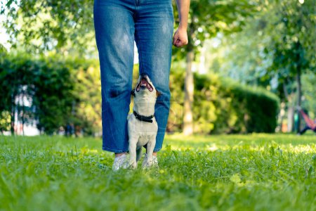 Téléchargez les photos : Un petit chien actif de la race Jack Russell Terrier fait des exercices avec un dresseur de chiens dans le parc le propriétaire fait des exercices debout - en image libre de droit