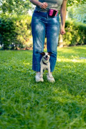 Téléchargez les photos : Un petit chien actif de la race Jack Russell Terrier fait des exercices avec un dresseur de chiens dans le parc le propriétaire fait des exercices debout - en image libre de droit