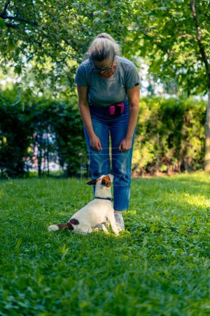 Téléchargez les photos : Un petit chien actif de la race Jack Russel Terrier travaille avec un dresseur de chiens dans un parc d'entraînement d'animaux - en image libre de droit