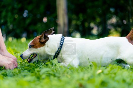 Photo for Portrait of an active playful jack russell terrier dog on a walk in the park the concept love for animals - Royalty Free Image