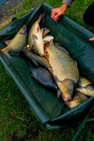 Téléchargez les photos : Gros plan beaucoup de poissons frais se trouve dans un filet ou dans le panier professionnel pêche sportive dans la nature - en image libre de droit