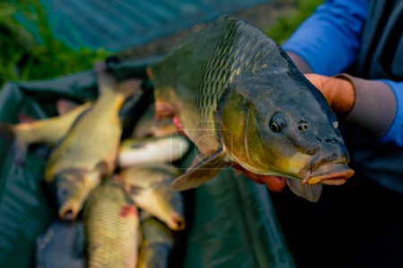 Foto de Primer plano de un pescador profesional que tenga una carpa a orillas de un río pescando en embalses buena captura - Imagen libre de derechos