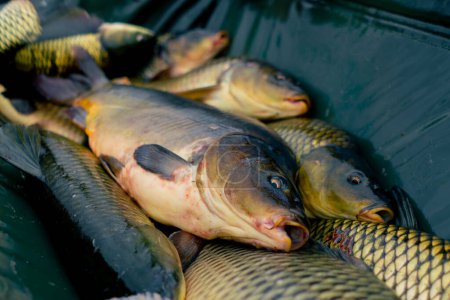 Téléchargez les photos : Gros plan beaucoup de poissons frais se trouve dans un filet ou dans le panier professionnel pêche sportive dans la nature - en image libre de droit