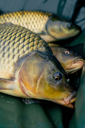 Photo for Close-up a lot of fresh fish lies in a net or in professional basket sport fishing in nature - Royalty Free Image