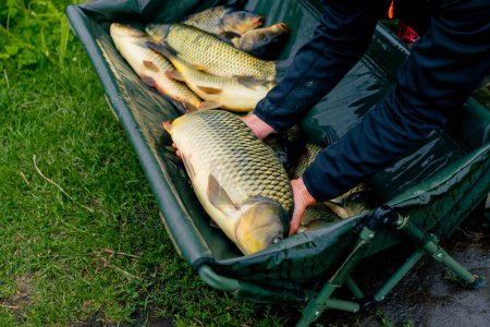 Téléchargez les photos : Gros plan des pêcheurs regardant de gros poissons de capture tenant des poissons de carpe dans les mains pêche sportive - en image libre de droit