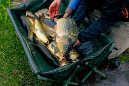 Téléchargez les photos : Gros plan des pêcheurs regardant de gros poissons de capture tenant des poissons de carpe dans les mains pêche sportive - en image libre de droit