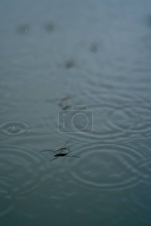 Téléchargez les photos : Paysage nature rivière lors d'une averse gouttes sur l'eau de pluie gros plan - en image libre de droit