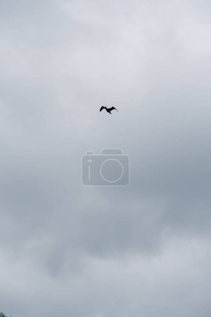 Foto de Un pájaro en el cielo nublado vuela sobre la naturaleza paisaje paisaje - Imagen libre de derechos