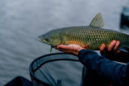 Foto de Primer plano pescador profesional sosteniendo un pez carpa en la orilla del río pesca en embalses una buena captura - Imagen libre de derechos