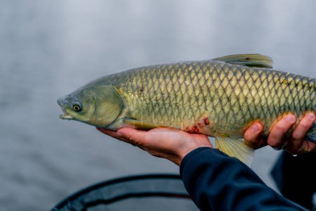 Téléchargez les photos : Fermer pêcheur professionnel tenant un poisson de carpe sur la rive de la pêche fluviale dans des réservoirs une bonne prise - en image libre de droit