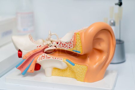 Foto de Modelo de primer plano de la estructura de los conductos nasales y los canales auditivos de una persona en un hospital un ejemplo de consulta del paciente - Imagen libre de derechos