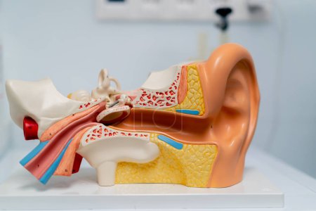 Photo for Close-up model of the structure of the nasal passages and ear canals of a person in a hospital an example patient consultation - Royalty Free Image