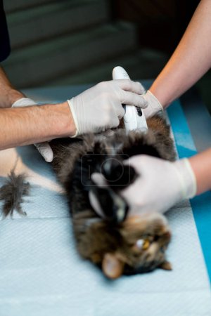 Téléchargez les photos : Dans une clinique vétérinaire un médecin vétérinaire rase un ventre de chat pour faire une échographie - en image libre de droit