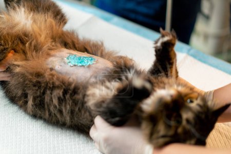 Téléchargez les photos : Gros plan dans une clinique vétérinaire d'un chat maintenu en position couchée avec du lubrifiant sur le ventre - en image libre de droit