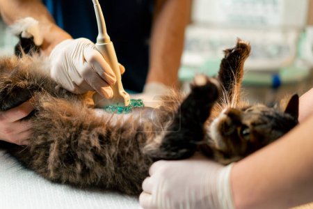 Téléchargez les photos : Dans une clinique vétérinaire médecin vétérinaire regarde une échographie d'un chat assistants ventre tenir - en image libre de droit