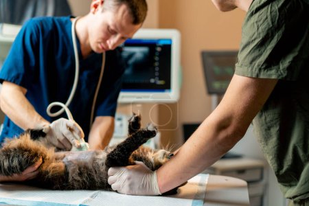 Photo for In a veterinary clinic veterinarian doctor looks at an ultrasound scan of a cats belly assistants hold - Royalty Free Image