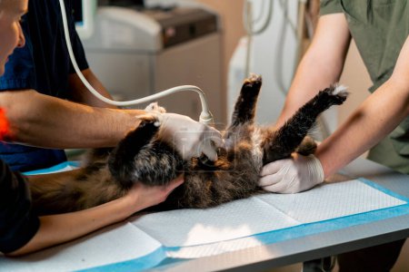 Téléchargez les photos : Dans une clinique vétérinaire médecin vétérinaire regarde une échographie d'un chat assistants ventre tenir - en image libre de droit