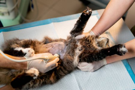 Foto de Primer plano en una clínica veterinaria médico veterinario observa una ecografía de un gatos asistentes del vientre sostienen - Imagen libre de derechos