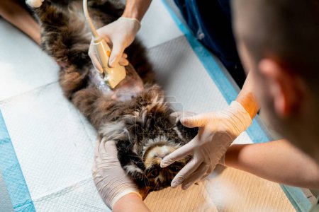 Photo for In a veterinary clinic veterinarian doctor looks at an ultrasound scan of a cats belly assistants hold - Royalty Free Image