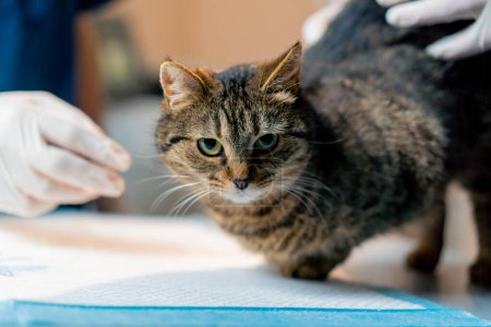 Photo for In a veterinary clinic veterinarian doctor massages a cat after the procedure the owner stretches her hands - Royalty Free Image