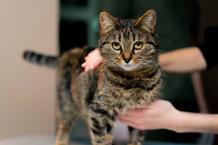 Téléchargez les photos : Dans une clinique vétérinaire médecin vétérinaire masse un chat après la procédure le propriétaire étend ses mains - en image libre de droit