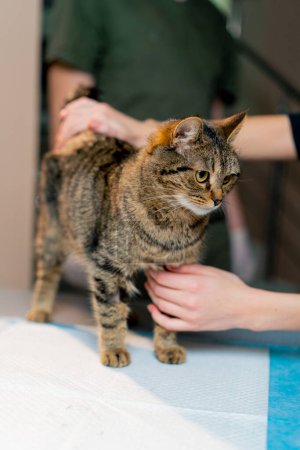 Téléchargez les photos : Dans une clinique vétérinaire médecin vétérinaire masse un chat après la procédure le propriétaire étend ses mains - en image libre de droit
