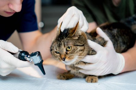 Téléchargez les photos : Dans une clinique vétérinaire un médecin vétérinaire tient un autre contrôle une oreille de chat - en image libre de droit