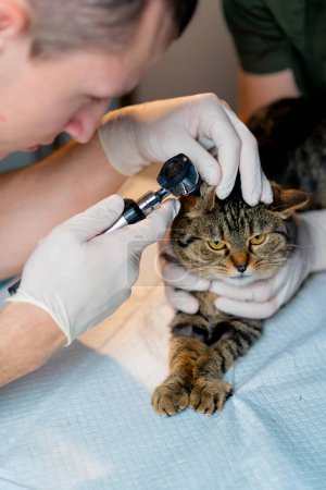 Téléchargez les photos : Fermer dans une clinique vétérinaire un médecin vétérinaire tient un autre contrôle une oreille de chat - en image libre de droit
