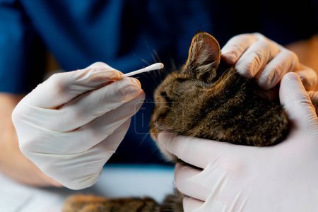 Foto de Primer plano en una clínica veterinaria un médico veterinario sostiene otro y toma un hisopo de una oreja de gatos - Imagen libre de derechos