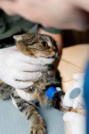 Téléchargez les photos : Dans une clinique vétérinaire il y a un chat sur la table qui a garrot placé sur sa patte - en image libre de droit