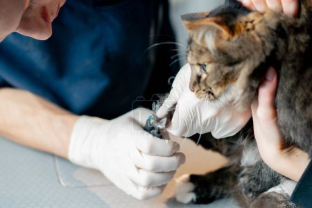 Foto de Primer plano en una clínica veterinaria el propietario está sosteniendo un gato y el médico está recortando las garras - Imagen libre de derechos