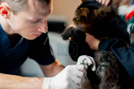 Foto de En una clínica veterinaria el dueño sostiene un gato y el médico está cortando las garras - Imagen libre de derechos