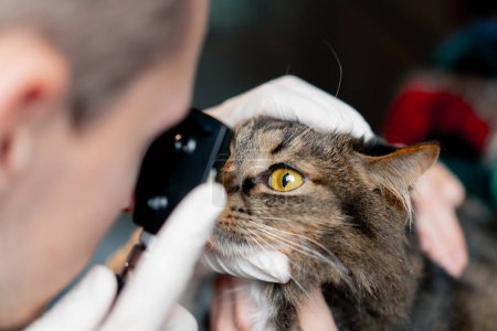 Téléchargez les photos : Gros plan dans une clinique vétérinaire médecin vétérinaire vérifie l'état des yeux des chats - en image libre de droit