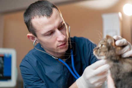 Foto de Médico veterinario escucha el trabajo de la laringe gatos en clínica veterinaria - Imagen libre de derechos