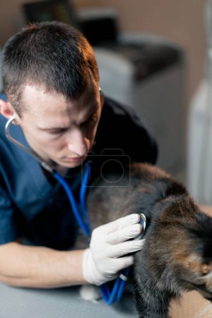 Téléchargez les photos : Fermer dans une clinique vétérinaire un médecin vétérinaire écoute le travail d'un chat poumons - en image libre de droit