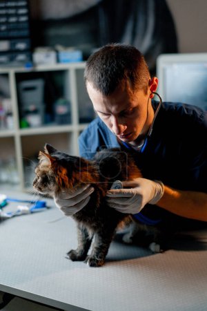 Téléchargez les photos : Une clinique vétérinaire un médecin vétérinaire écoute le travail d'un chat poumons - en image libre de droit