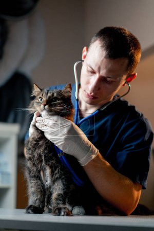 Téléchargez les photos : Médecin vétérinaire écoute le travail du larynx des chats en clinique vétérinaire - en image libre de droit