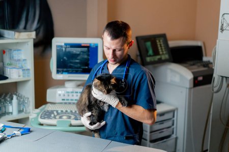 Foto de En una clínica veterinaria un médico con un estetoscopio sostiene a un gato en sus brazos y mira a la cámara - Imagen libre de derechos