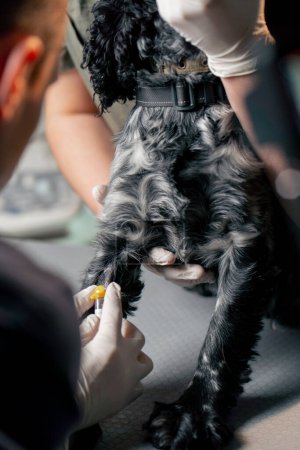 Téléchargez les photos : Gros plan dans une clinique vétérinaire un médecin insère un cathéter pour prélever le sang d'un chien - en image libre de droit