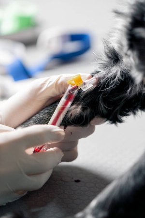 Photo for Close-up in a veterinary clinic a doctor inserts a catheter to take blood from a dog - Royalty Free Image