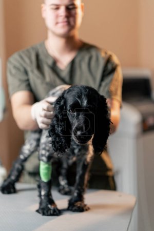 Foto de En una clínica veterinaria un spaniel manchado con una pata vendada es sostenido por un médico en la mesa veterinaria - Imagen libre de derechos