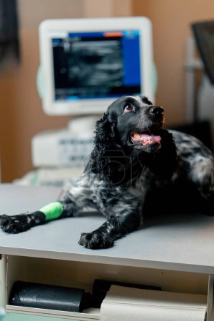 Photo for Close-up in a veterinary clinic of a spotted spaniel with a bandaged paw lying - Royalty Free Image