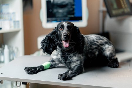Téléchargez les photos : Gros plan dans une clinique vétérinaire d'un épagneul tacheté avec une patte bandée couchée - en image libre de droit