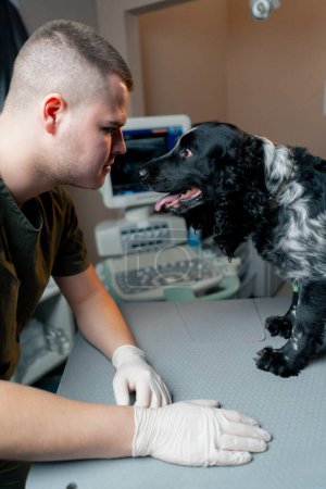 Téléchargez les photos : À la clinique vétérinaire, un épagneul tacheté avec une patte bandée attend un ordre. - en image libre de droit