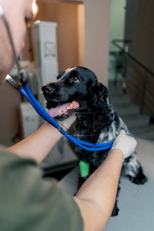 Foto de En una clínica veterinaria un spaniel manchado con una pata vendada se escucha en un estetoscopio - Imagen libre de derechos